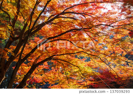 Hiraizumi, Iwate Prefecture in autumn - Chusonji Temple, a World Heritage Site with autumn foliage 137039293