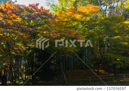Hiraizumi, Iwate Prefecture in autumn - Chusonji Temple, a World Heritage Site with autumn foliage Hiraizumi, Iwate Prefecture in autumn - Chusonji Temple, a World Heritage Site with autumn foliage 137039297