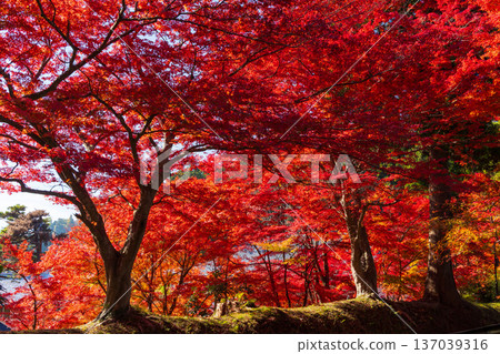 岩手縣平泉市的秋季-中尊寺,世界遺產,秋色迷人 岩手縣平泉市的秋季-中尊寺,世界遺產,秋色迷人 137039316