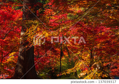 Hiraizumi, Iwate Prefecture in autumn - Chusonji Temple, a World Heritage Site with autumn foliage Hiraizumi, Iwate Prefecture in autumn - Chusonji Temple, a World Heritage Site with autumn foliage 137039317