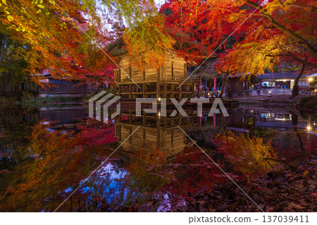 Autumn in Hiraizumi, Iwate Prefecture. World Heritage Site Chusonji Temple, illuminated at night as "Autumn Leaves Galaxy." Benzaiten Hall 137039411