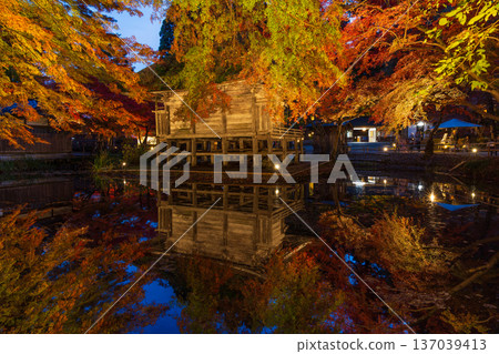Autumn in Hiraizumi, Iwate Prefecture. World Heritage Site Chusonji Temple, illuminated at night as "Autumn Leaves Galaxy." Benzaiten Hall 137039413