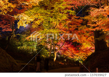 Autumn in Hiraizumi, Iwate Prefecture: World Heritage Site Chusonji Temple illuminated at night in the "Momiji Galaxy" on the approach to the temple 137039427