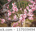Plum blossom  137039494