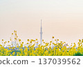 東京油菜花和東京晴空塔 137039562