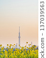 東京油菜花和東京晴空塔 137039563