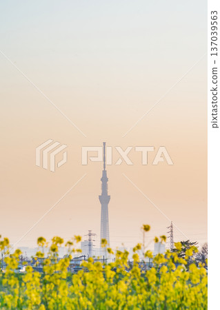 東京油菜花和東京晴空塔 137039563