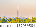 東京油菜花和東京晴空塔 137039564