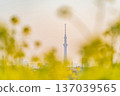 東京油菜花和東京晴空塔 137039565