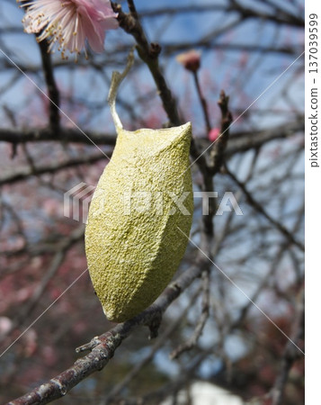 附著在梅枝上的臼蛾繭（早春） 137039599