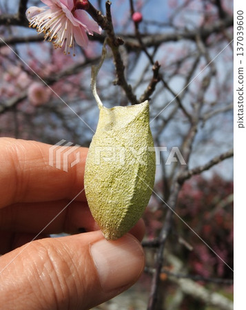 A cocoon of the Usutabi moth attached to a plum branch (early spring) A cocoon of the Usutabi moth attached to a plum branch (early spring) 137039600