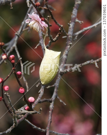 A cocoon of the Usutabi moth attached to a plum branch (early spring) 137039601
