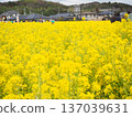 Rapeseed field 137039631