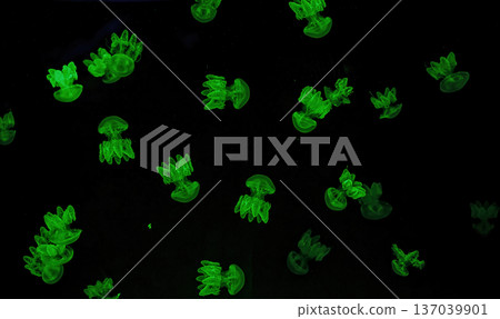 Shooting macro Lychnorhiza lucerna underwater Shooting macro Lychnorhiza lucerna underwater 137039901