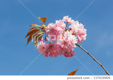 sakura blossom, sakura branches against the blue sky close-up 137039909