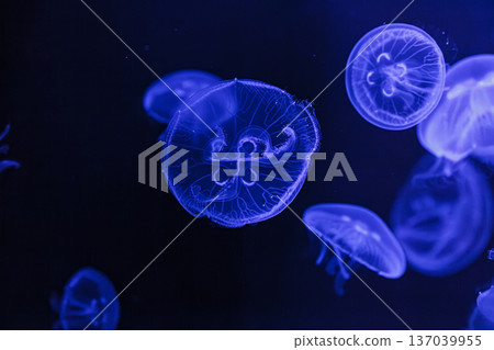 underwater shooting of beautiful Aurelia aurita underwater shooting of beautiful Aurelia aurita 137039955