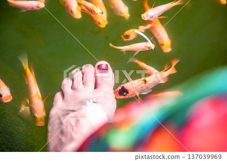 Kangal fish nibble on dead, keratinized skin on woman's foot. Natural pedicure. Kangal fish nibble on dead, keratinized skin on woman's foot. Natural pedicure. 137039969