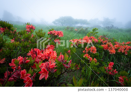 籠罩在薄霧中的美之原高原上的蓮華杜鵑（長野縣） 137040008