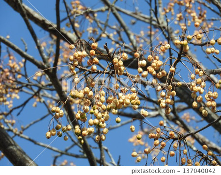 Deciduous tree "Sendan" fruit Deciduous tree "Sendan" fruit 137040042