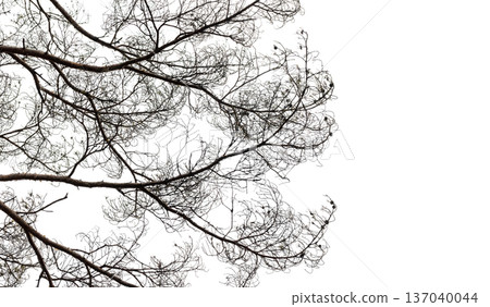 Delicate dry pine tree branches isolated on white Delicate dry pine tree branches isolated on white 137040044