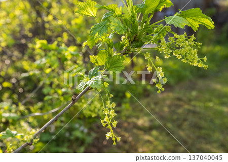 Branch with green leaves and clusters of yellow blossoms 137040045