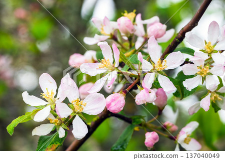White pink flowers under drops of dew, applew tree in bloom White pink flowers under drops of dew, applew tree in bloom 137040049