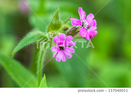 Melandrium Rubrum. Macro shot of purple wildflowers Melandrium Rubrum. Macro shot of purple wildflowers 137040051