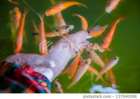 Kangal fish nibble on dead, keratinized skin on woman's foot. Natural pedicure. 137040398