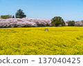 佐手公苑的春天：櫻花盛開，油菜花點綴自然美景 [埼玉縣佐手市] 137040425
