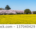 佐手公苑的春天：櫻花盛開，油菜花點綴自然美景 [埼玉縣佐手市] 137040429