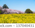 佐手櫻花節 - 權賢苑公園的櫻花和油菜花 [埼玉縣佐手市] 137040431