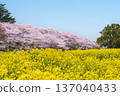 佐手公苑的春天：櫻花盛開，油菜花點綴自然美景 [埼玉縣佐手市] 137040433