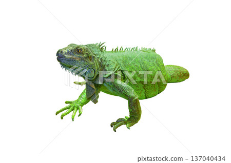 Green iguana isolated on white background 137040434