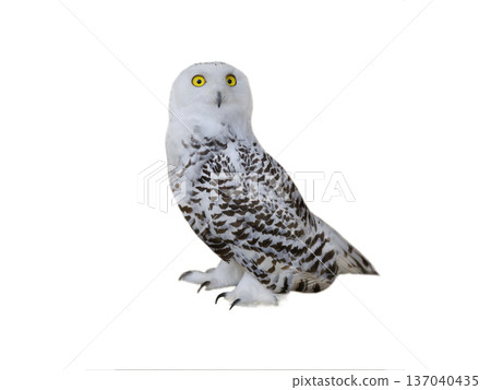 owl (Nyctea scandiaca) isolated on a white background 137040435