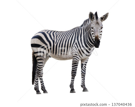 Zebra isolated on white background 137040436
