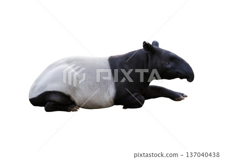 tapirus isolated on white background 137040438