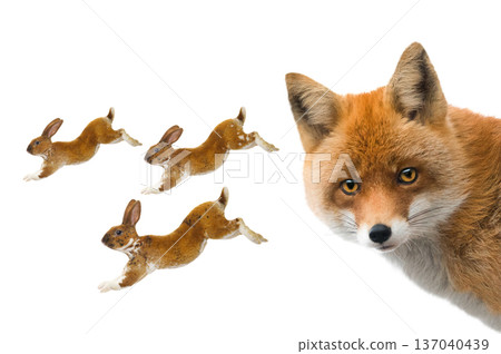 Red fox observes three running rabbits  isolated on white background 137040439