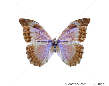 butterfly morpho electra isolated on white background 137040445