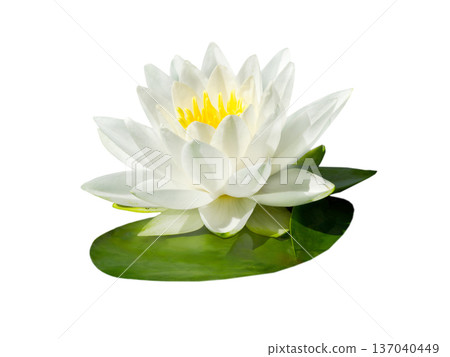 flower waterlily isolated on white background flower waterlily isolated on white background 137040449