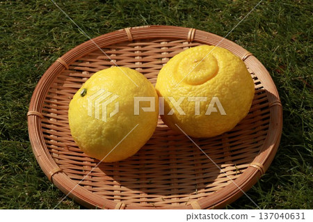 Yellow mandarins in a basket (Haruka) Yellow mandarins in a basket (Haruka) 137040631