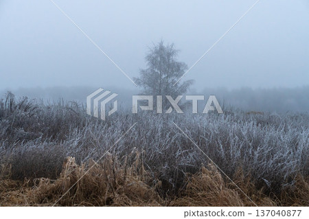 A calm, foggy landscape of a frosty meadow in late autumn. A solitary tree stands in the wild under a soft, cloudy sky. 137040877