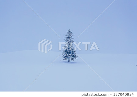 A blue, silent winter landscape with a Christmas tree standing in a snowy field (copy space) 137040954