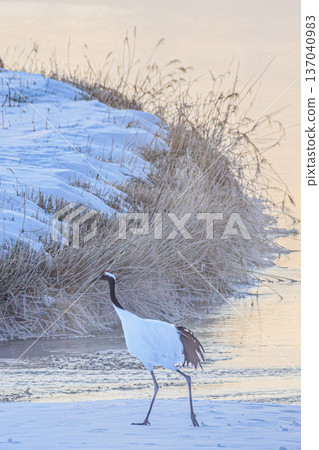 晨曦映照下，河面薄霧繚繞，丹頂鶴翩翩起舞：鶴井村的冬日美景 137040983