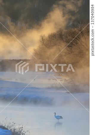 一隻丹頂鶴佇立在冬日的沼澤地裡。光與霧交織成一幅絕美的景象。 137040984