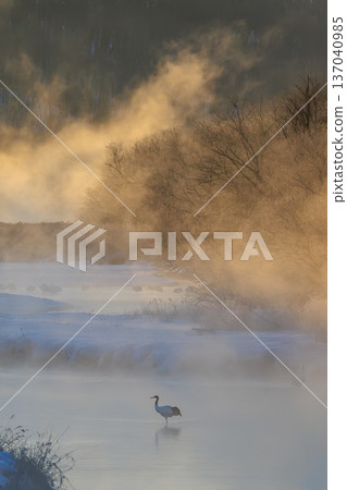 A red-crowned crane in the silence of a winter morning, with steam and mist drifting about A red-crowned crane in the silence of a winter morning, with steam and mist drifting about 137040985