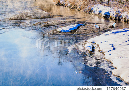 冬季北海道鶴井村的丹頂鶴 137040987