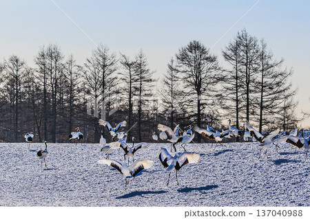 A flock of red-crowned cranes dancing in the snowy fields: Winter scenery in Tsurui Village, Hokkaido 137040988