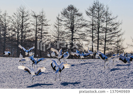 Winter scenery in Tsurui Village: A flock of red-crowned cranes flapping their wings in the snow and a quiet forest 137040989