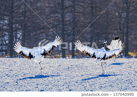 Red-crowned cranes dancing in the snowy fields of Tsurui Village, Hokkaido - A graceful dance unfolds on a winter morning 137040990