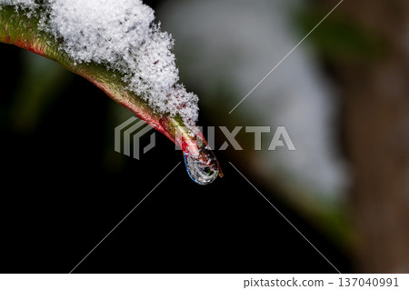 冬日清晨，冰晶和雪花從南天竹樹葉上飄落。 137040991